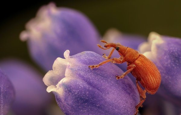 Цветочный Жук