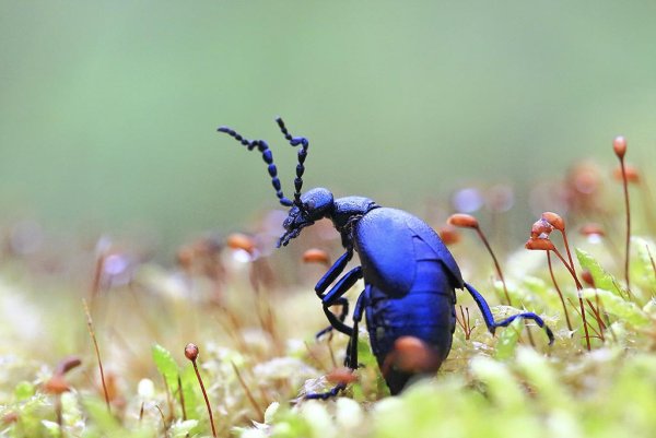 Первые весенние жуки
