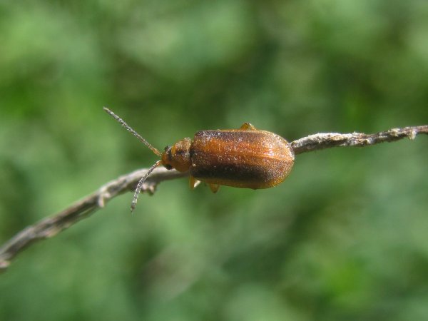 Жуки весной