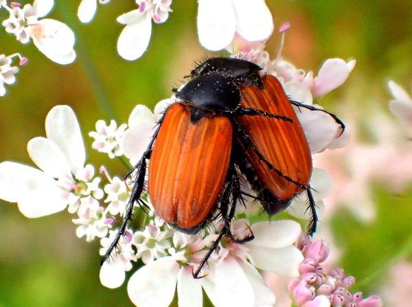 Жук Боровик