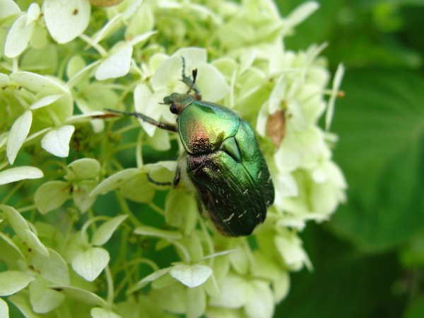 Жук бронзовка в мае