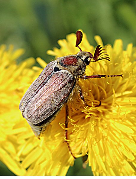 Майский Жук (хрущ Майский)