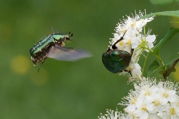 Жук бронзовка летит