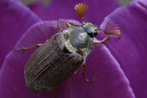 Майский Жук фиолетовый