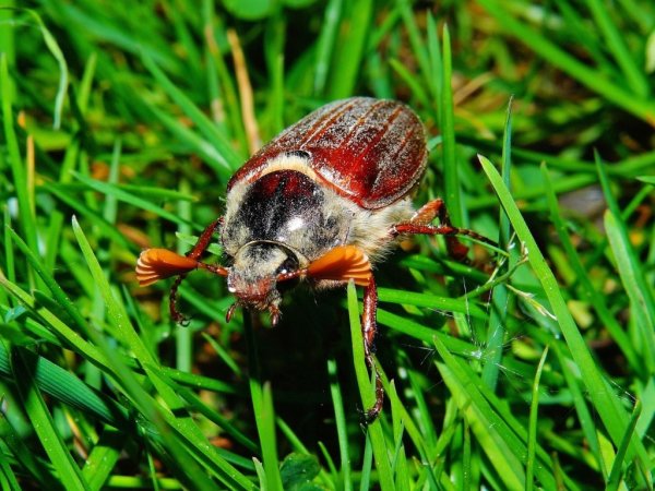 Жук июньский хрущ