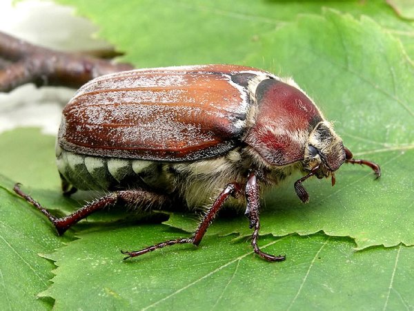 Майский Жук