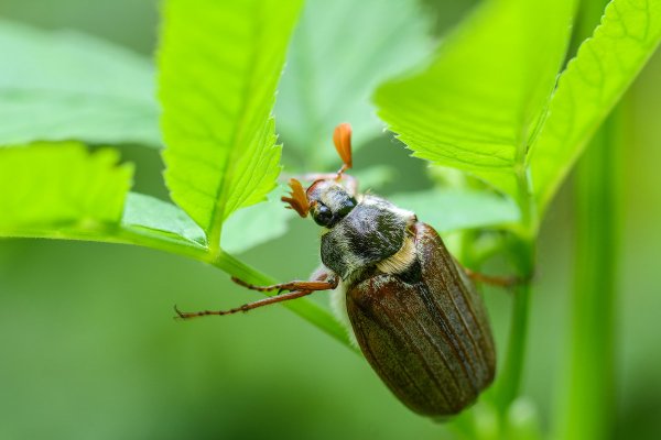 Хрущ Майский Жук молодой