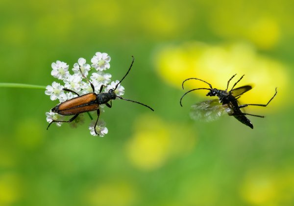 Жук усач усач летает?