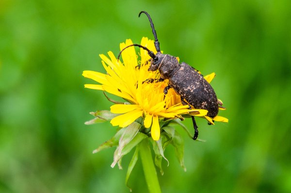 Жуки весной