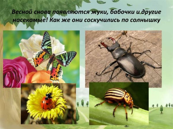 Насекомые весной для детей