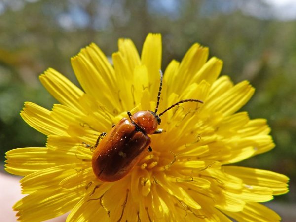 Оранжевый жучок