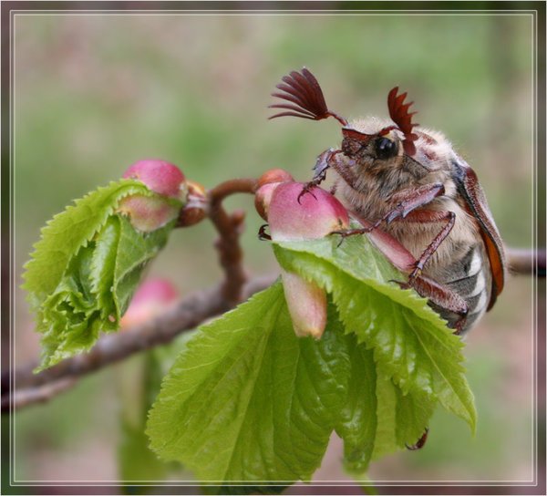 Майский Жук весной