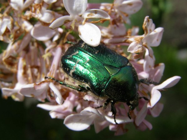 Шаранка Майский Жук