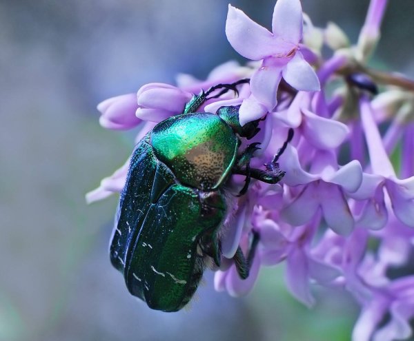 Жук бронзовка синий