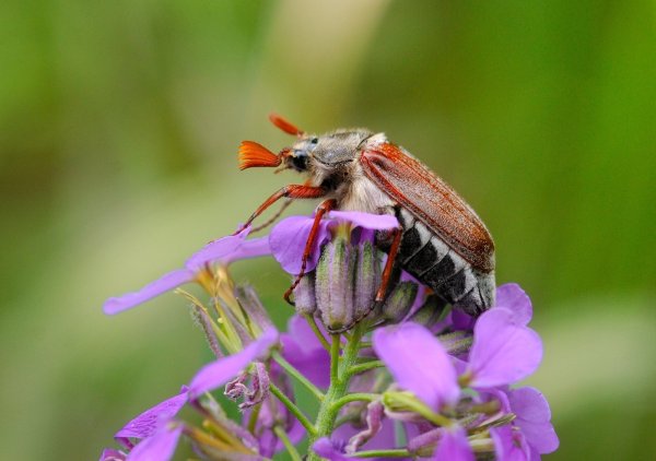 Шаранка Майский Жук