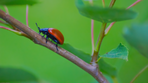 Дерево ветки с жуками