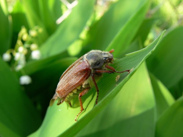 Майский Жук в апреле