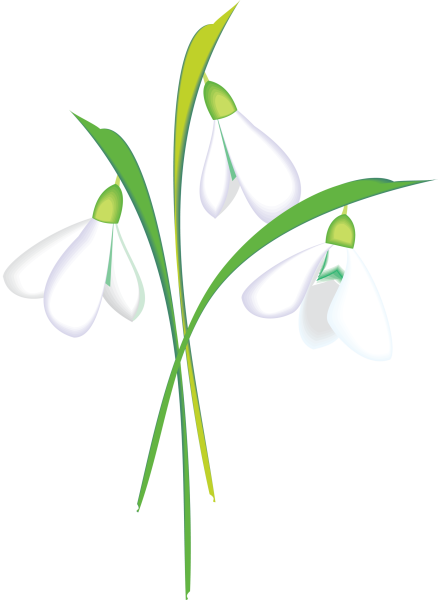 Подснежники на прозрачном фоне