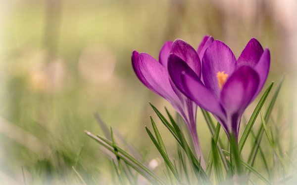 Весенние цветы крокусы