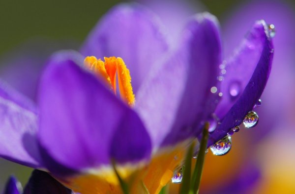 Цветы с каплями