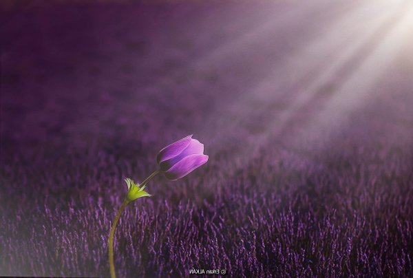 Цветы в лиловых тонах