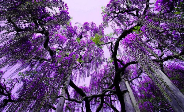 Глициния соцветие