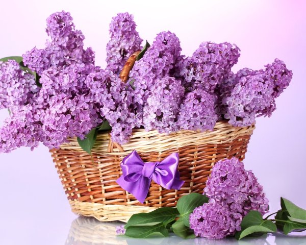 Крокусы на рабочий стол