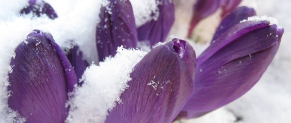 Первоцветы (подснежники, крокусы, гиацинты).