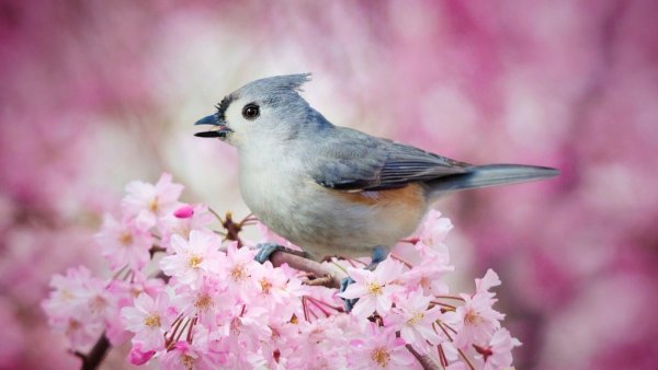 Красивые птички картинки