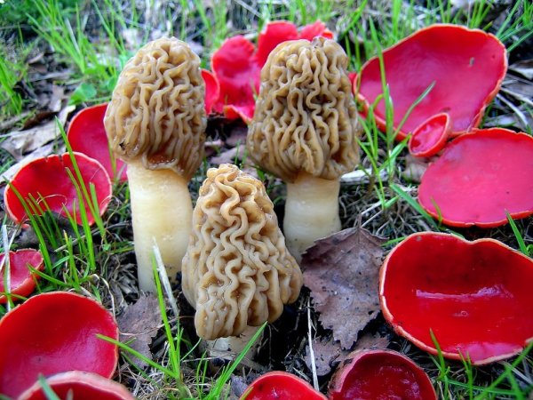 Весенний красный сморчки