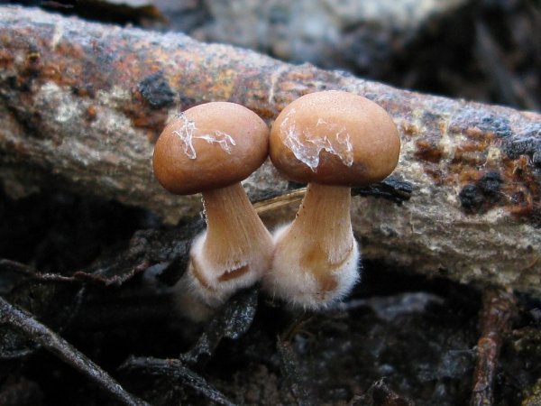 Gymnopus vernus