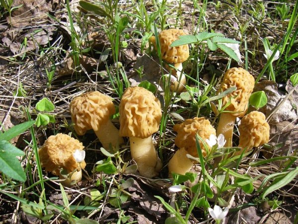 Сморчки грибы Лесные