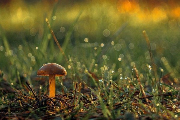 Картинки весны с грибами