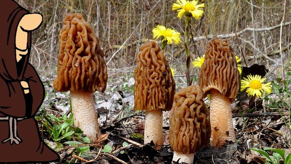 Весенние грибы сморчки