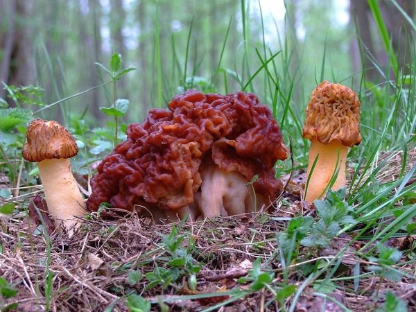 Ранние грибы Черноземья