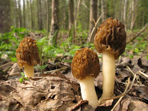 Первые весенние грибы сморчки