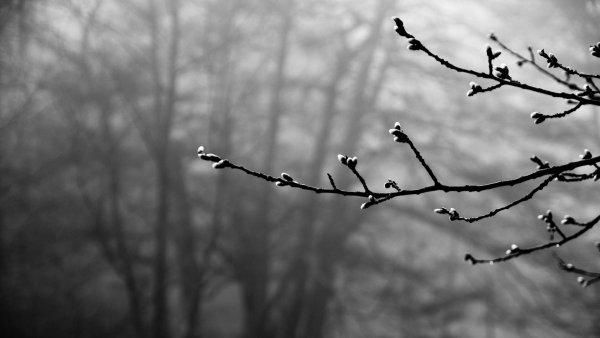 Серая Весна