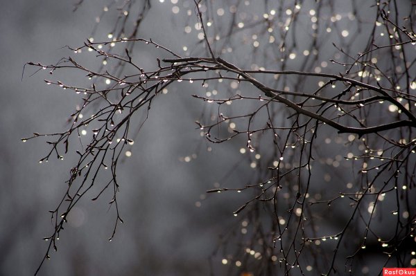 Капли дождя на ветках