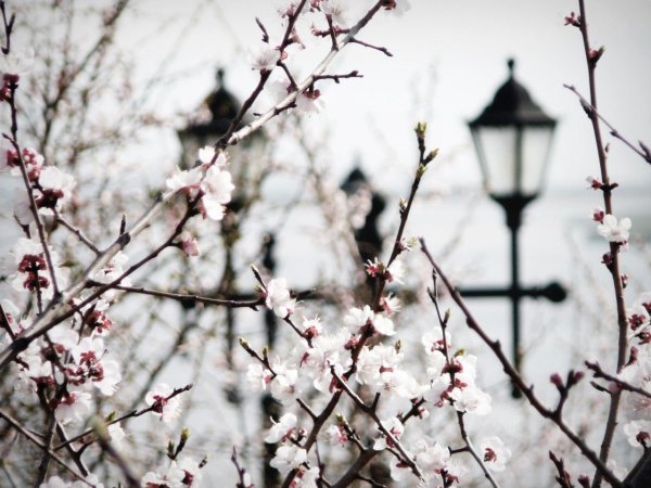 Весенний фонарь