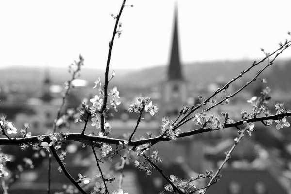 Весна черно белая