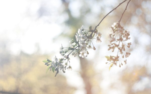 Весенние цветы Минимализм