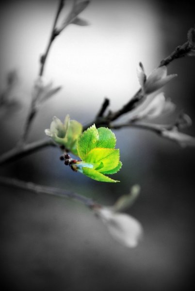 Цветное на черно белом Весна