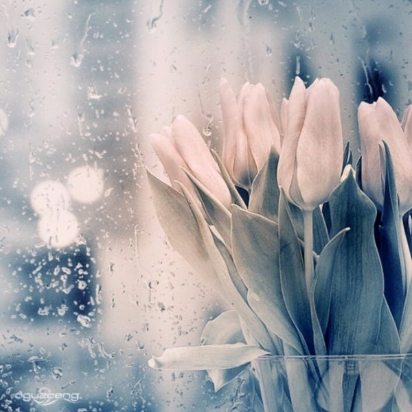 Тюльпаны за стеклом