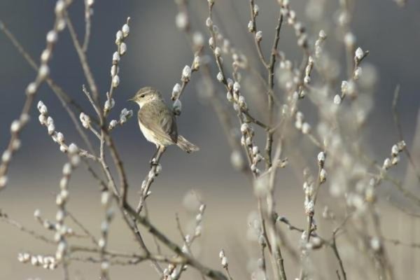 Воробей на ветках вербы