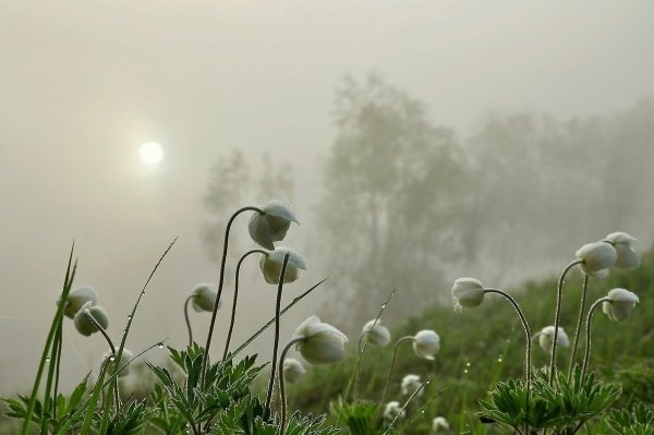 Утро туман