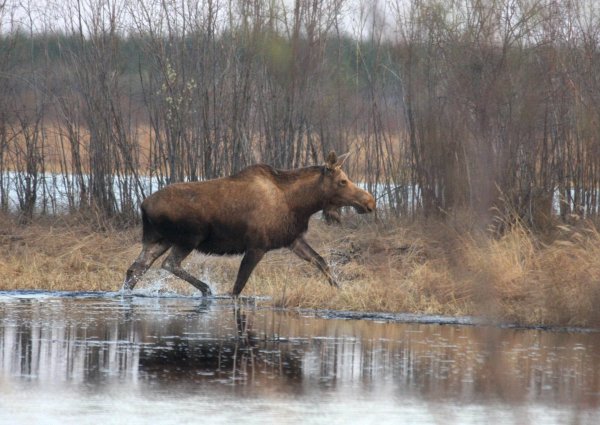 Лось весной