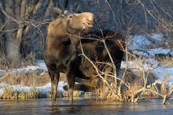 Дикие животные весной