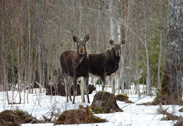 Охотхозяйство Лось Ярославская область