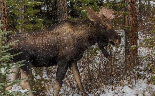 Лось в лесу