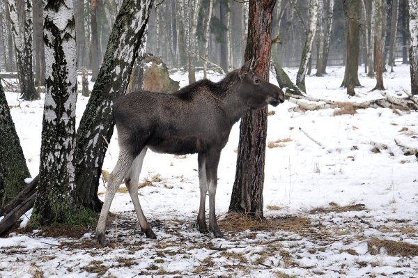 Лосята в Лосином острове